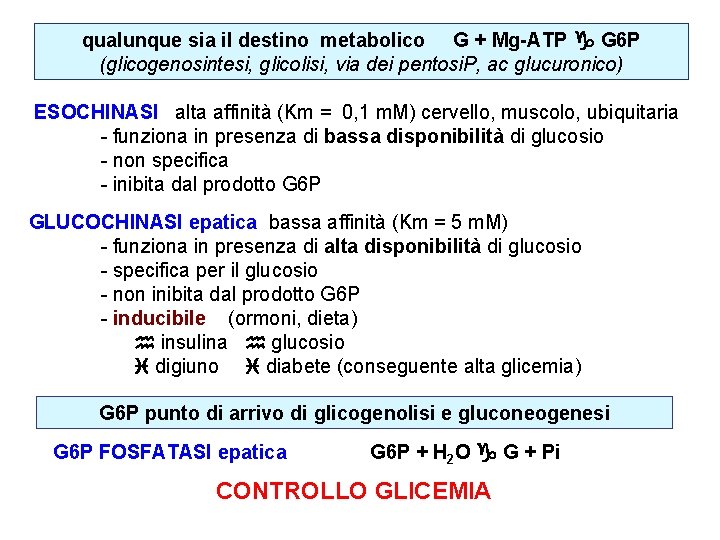 qualunque sia il destino metabolico G + Mg-ATP G 6 P (glicogenosintesi, glicolisi, via