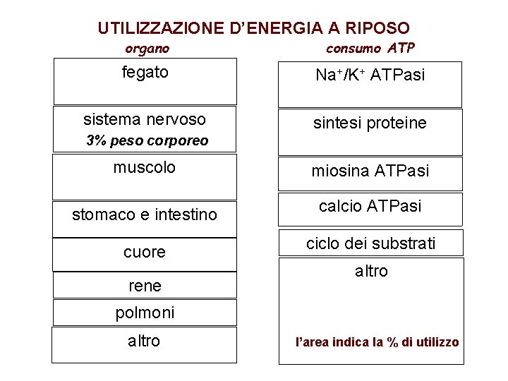 UTILIZZAZIONE D’ENERGIA A RIPOSO organo consumo ATP fegato Na+/K+ ATPasi sistema nervoso sintesi proteine