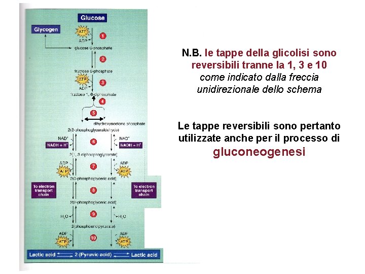 N. B. le tappe della glicolisi sono reversibili tranne la 1, 3 e 10