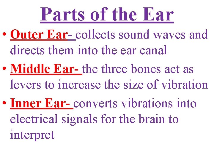 Parts of the Ear • Outer Ear- collects sound waves and directs them into