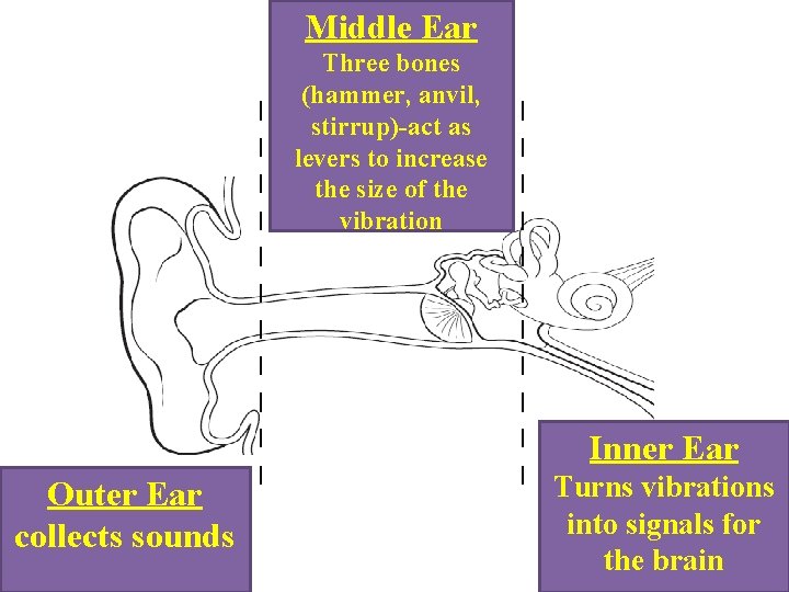 Middle Ear Three bones (hammer, anvil, stirrup)-act as levers to increase the size of