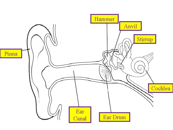 Hammer Anvil Stirrup Pinna Cochlea Ear Canal Ear Drum 