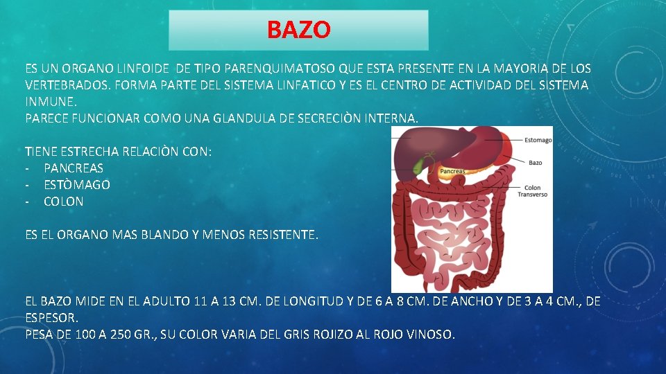 BAZO ES UN ORGANO LINFOIDE DE TIPO PARENQUIMATOSO QUE ESTA PRESENTE EN LA MAYORIA