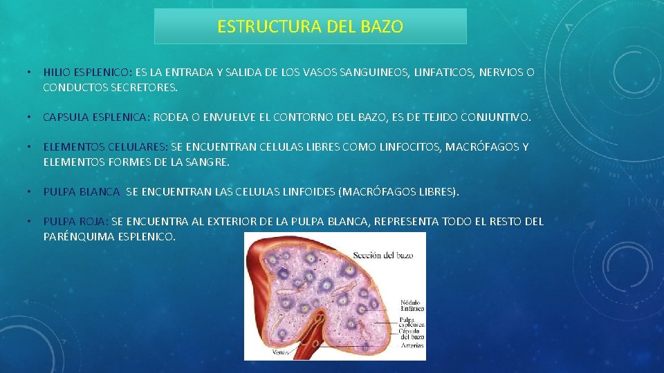 ESTRUCTURA DEL BAZO • HILIO ESPLENICO: ES LA ENTRADA Y SALIDA DE LOS VASOS