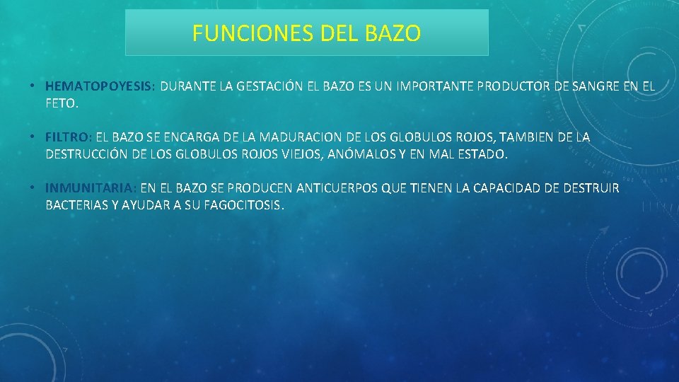 FUNCIONES DEL BAZO • HEMATOPOYESIS: DURANTE LA GESTACIÓN EL BAZO ES UN IMPORTANTE PRODUCTOR