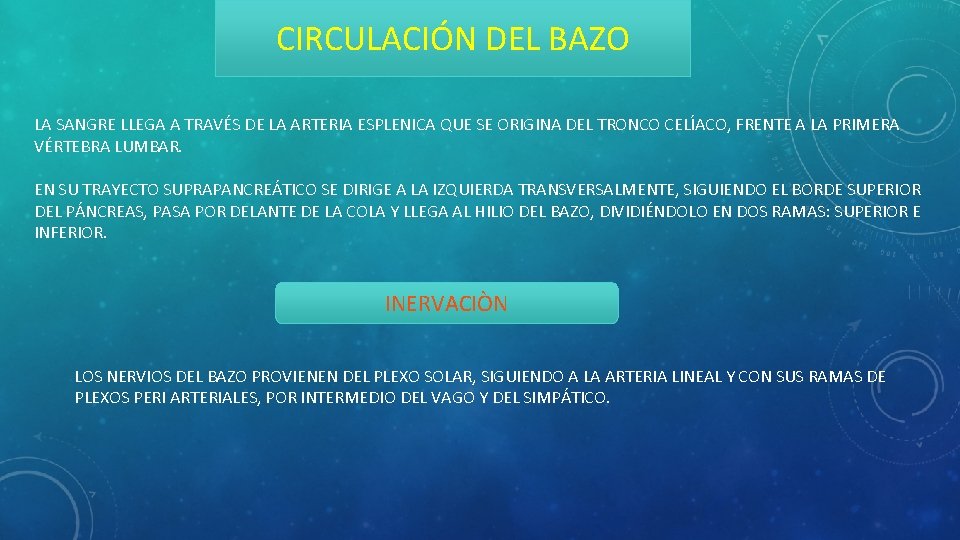 CIRCULACIÓN DEL BAZO LA SANGRE LLEGA A TRAVÉS DE LA ARTERIA ESPLENICA QUE SE