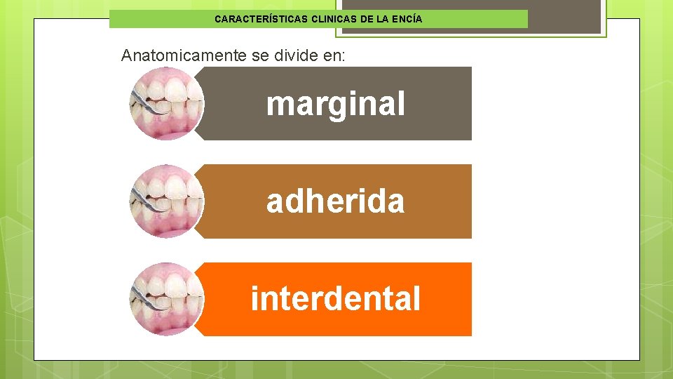 CARACTERÍSTICAS CLINICAS DE LA ENCÍA Anatomicamente se divide en: marginal adherida interdental 