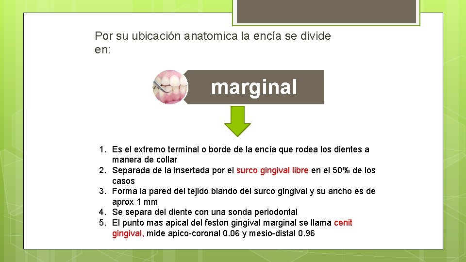 Por su ubicación anatomica la encía se divide en: marginal 1. Es el extremo