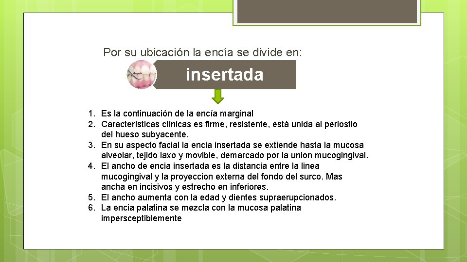 Por su ubicación la encía se divide en: insertada 1. Es la continuación de