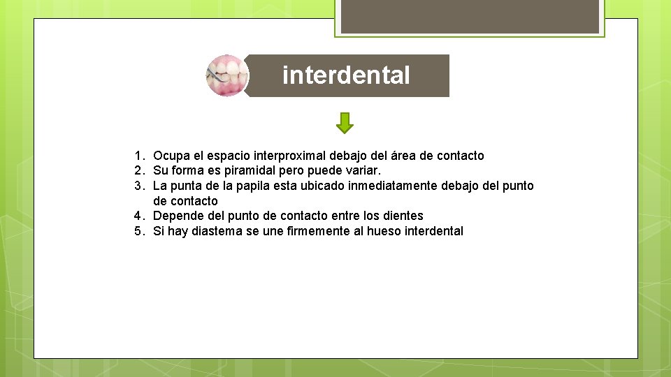 interdental 1. Ocupa el espacio interproximal debajo del área de contacto 2. Su forma