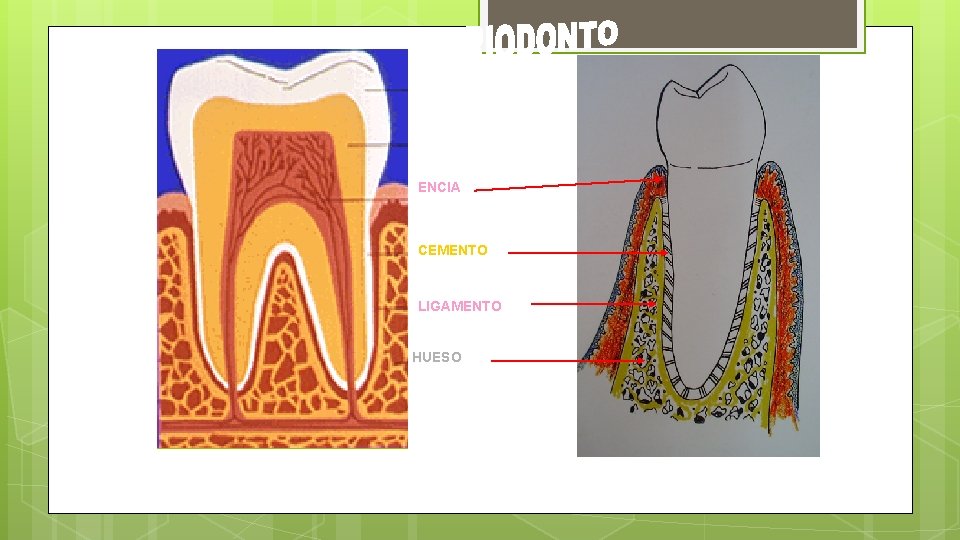 ENCIA CEMENTO LIGAMENTO HUESO 