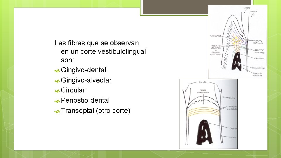 Las fibras que se observan en un corte vestibulolingual son: Gingivo-dental Gingivo-alveolar Circular Periostio-dental