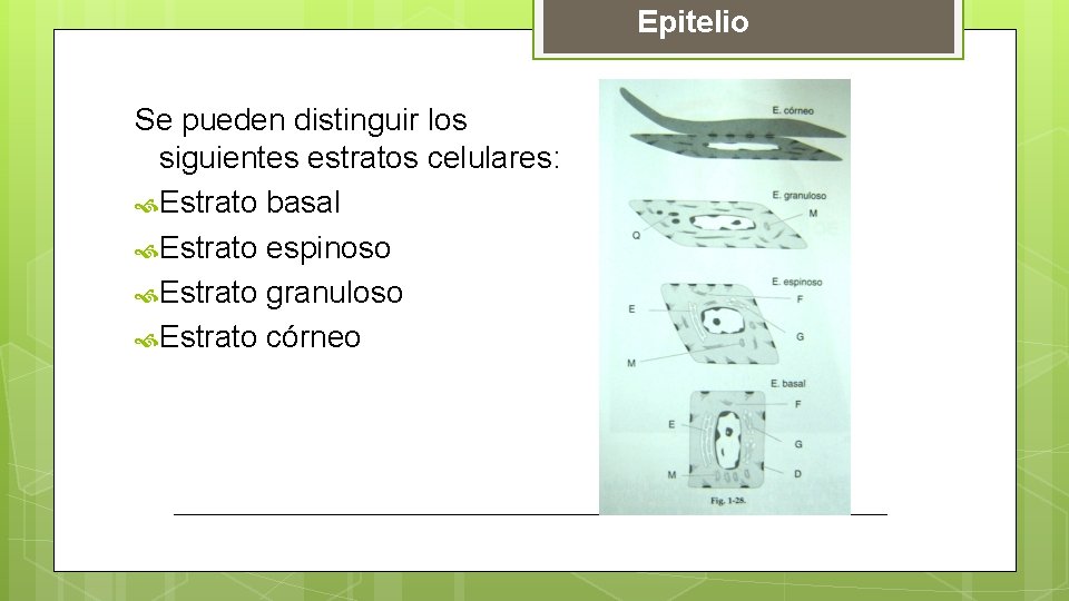 Epitelio Se pueden distinguir los siguientes estratos celulares: Estrato basal Estrato espinoso Estrato granuloso