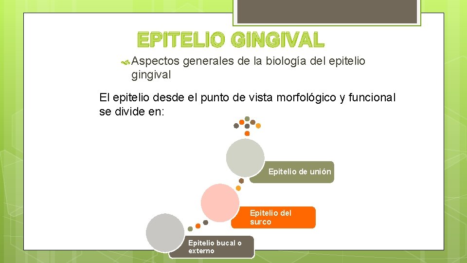 EPITELIO GINGIVAL Aspectos generales de la biología del epitelio gingival El epitelio desde el