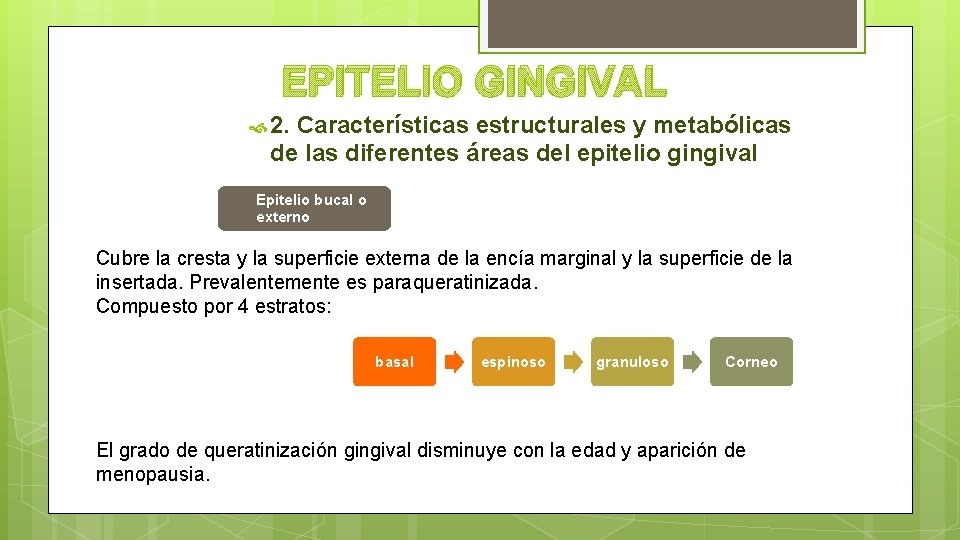 EPITELIO GINGIVAL 2. Características estructurales y metabólicas de las diferentes áreas del epitelio gingival