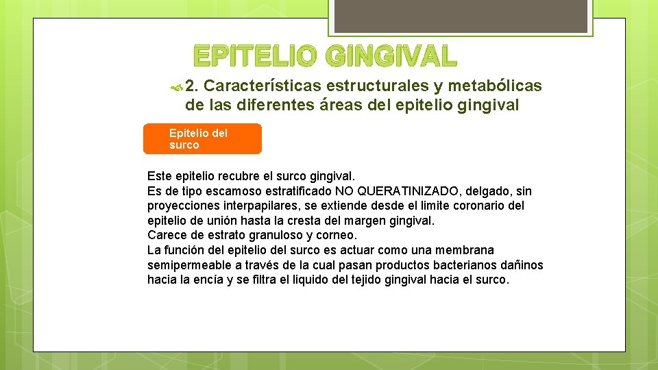 EPITELIO GINGIVAL 2. Características estructurales y metabólicas de las diferentes áreas del epitelio gingival