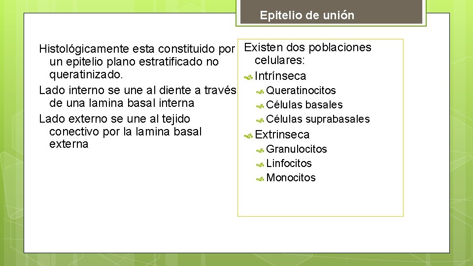 Epitelio de unión Histológicamente esta constituido por Existen dos poblaciones celulares: un epitelio plano