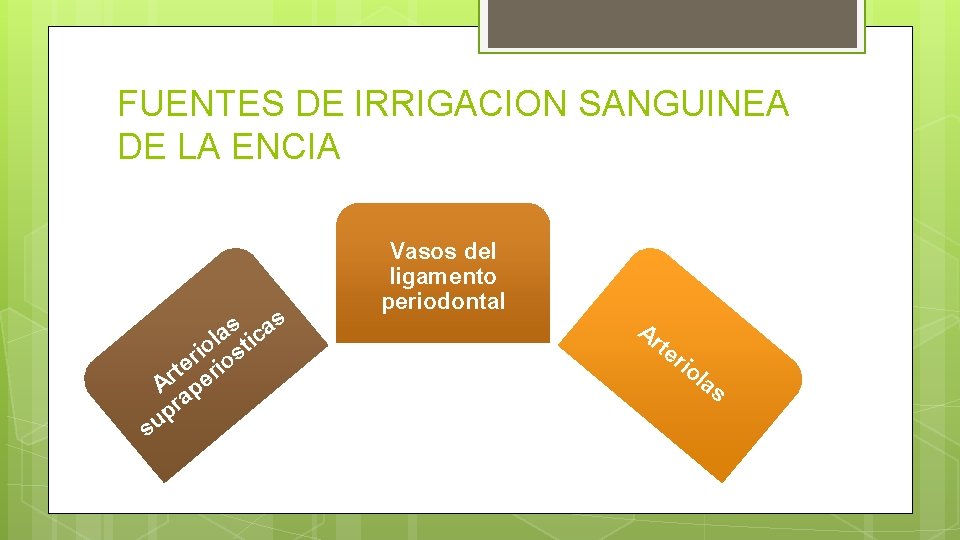 FUENTES DE IRRIGACION SANGUINEA DE LA ENCIA s s a la tic o i