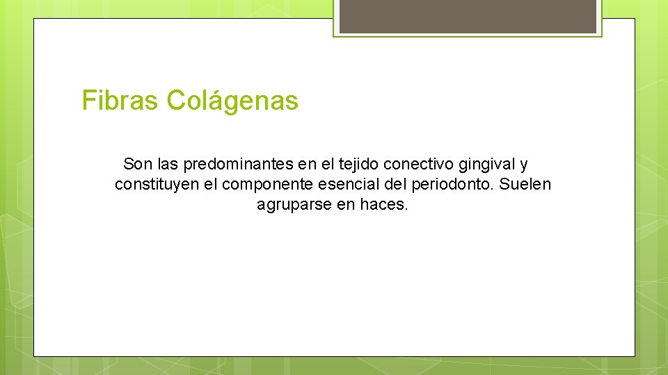 Fibras Colágenas Son las predominantes en el tejido conectivo gingival y constituyen el componente