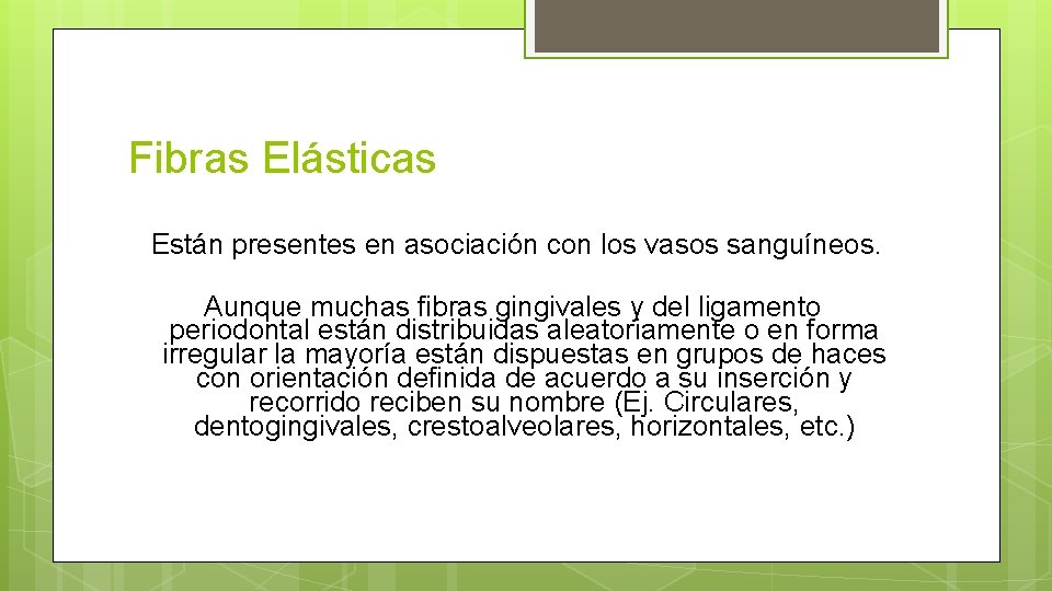 Fibras Elásticas Están presentes en asociación con los vasos sanguíneos. Aunque muchas fibras gingivales