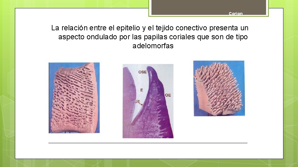 Corion La relación entre el epitelio y el tejido conectivo presenta un aspecto ondulado