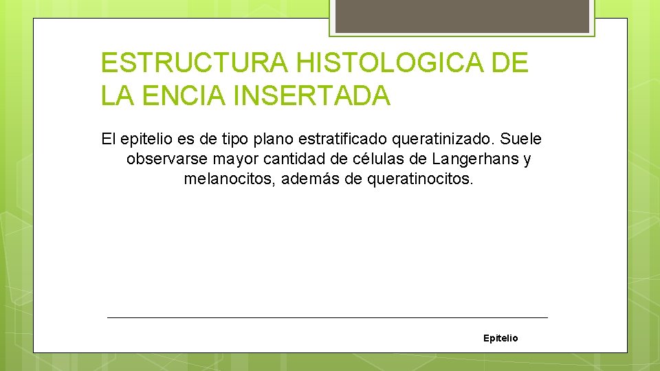 ESTRUCTURA HISTOLOGICA DE LA ENCIA INSERTADA El epitelio es de tipo plano estratificado queratinizado.