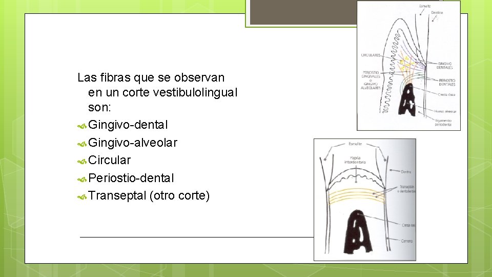 Corion Las fibras que se observan en un corte vestibulolingual son: Gingivo-dental Gingivo-alveolar Circular