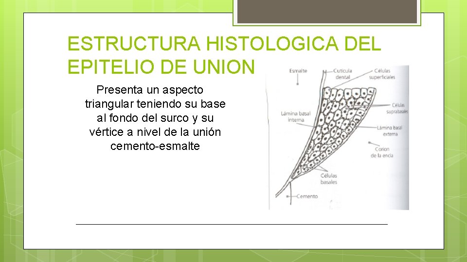 ESTRUCTURA HISTOLOGICA DEL EPITELIO DE UNION Presenta un aspecto triangular teniendo su base al