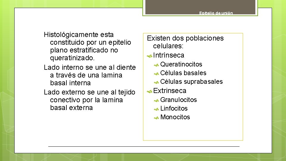 Epitelio de unión Histológicamente esta constituido por un epitelio plano estratificado no queratinizado. Lado