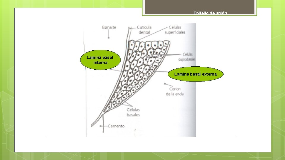 Epitelio de unión Lamina basal interna Lamina basal externa 