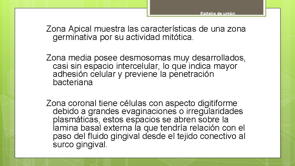 Epitelio de unión Zona Apical muestra las características de una zona germinativa por su