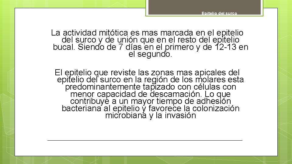 Epitelio del surco La actividad mitótica es marcada en el epitelio del surco y
