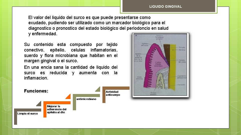 LIQUIDO GINGIVAL El valor del liquido del surco es que puede presentarse como exudado,