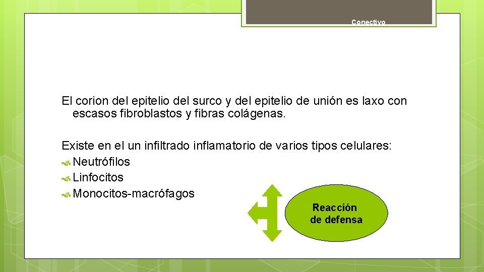 Conectivo El corion del epitelio del surco y del epitelio de unión es laxo