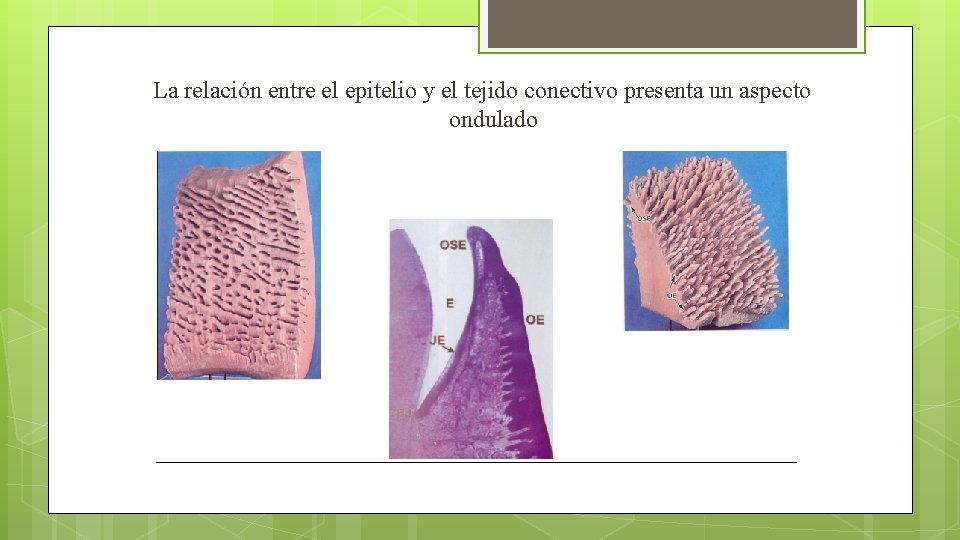 La relación entre el epitelio y el tejido conectivo presenta un aspecto ondulado 