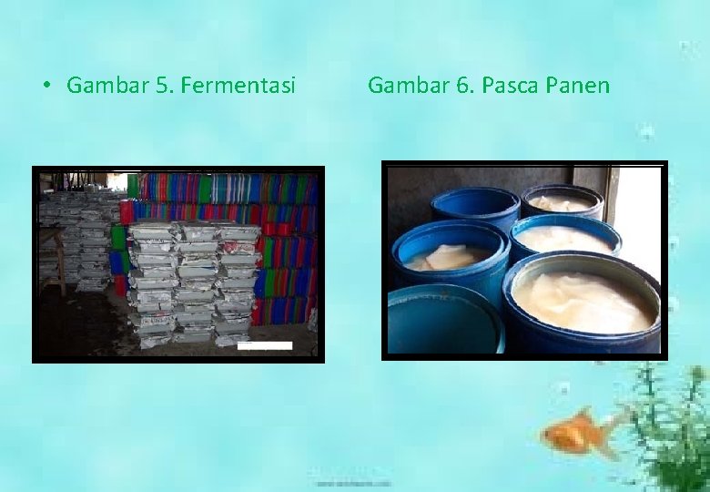  • Gambar 5. Fermentasi Gambar 6. Pasca Panen 