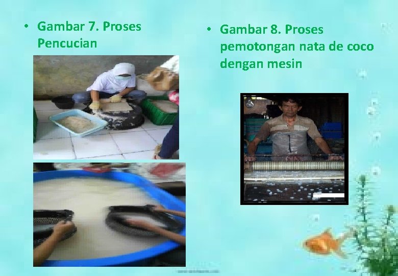  • Gambar 7. Proses Pencucian • Gambar 8. Proses pemotongan nata de coco