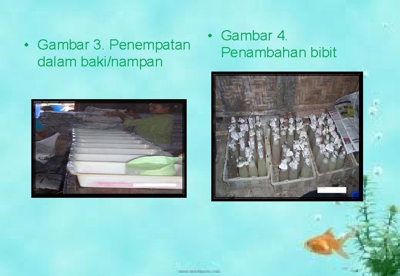  • Gambar 3. Penempatan dalam baki/nampan • Gambar 4. Penambahan bibit 