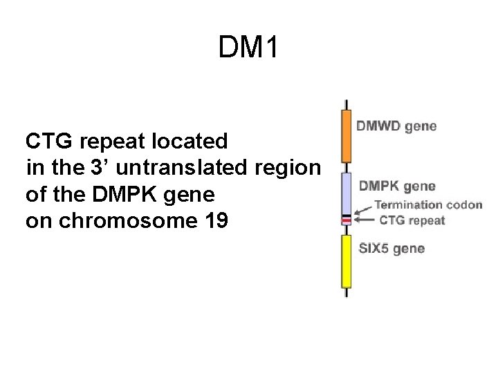 DM 1 CTG repeat located in the 3’ untranslated region of the DMPK gene