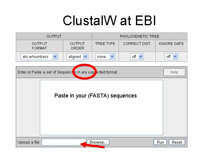 Clustal. W at EBI Paste in your (FASTA) sequences 