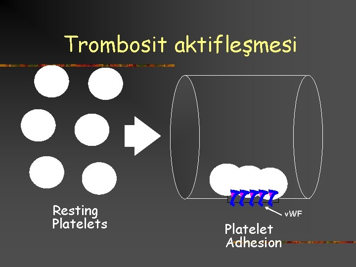 Trombosit aktifleşmesi Resting Platelets v. WF Platelet Adhesion 