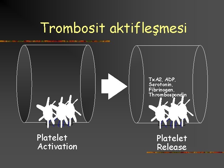 Trombosit aktifleşmesi Tx. A 2, ADP, Serotonin, Fibrinogen, Thrombospondin Platelet Activation Platelet Release 