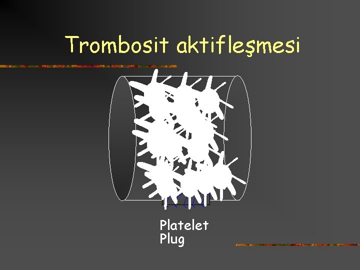 Trombosit aktifleşmesi Platelet Plug 