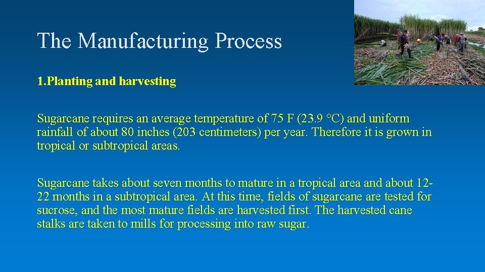 The Manufacturing Process 1. Planting and harvesting Sugarcane requires an average temperature of 75
