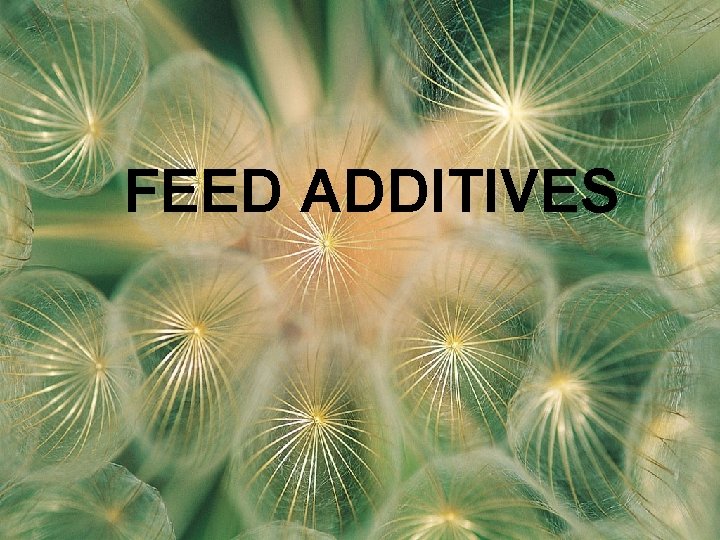 FEED ADDITIVES 