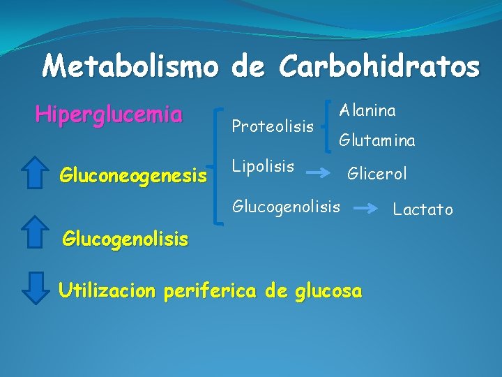 Metabolismo de Carbohidratos Hiperglucemia Gluconeogenesis Proteolisis Alanina Glutamina Lipolisis Glicerol Glucogenolisis Utilizacion periferica de