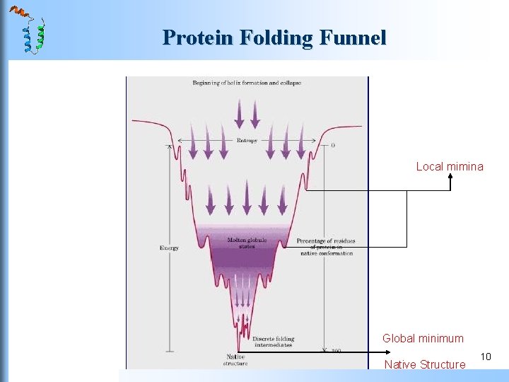 Protein Folding Funnel Local mimina Global minimum Native Structure 10 Protein Folding Funnel Local mimina Global minimum Native Structure 10