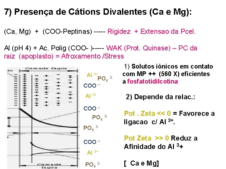 7) Presença de Cátions Divalentes (Ca e Mg): (Ca, Mg) + (COO-Peptinas) ----- Rigidez