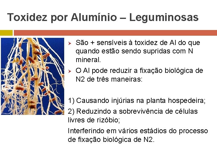 Toxidez por Alumínio – Leguminosas Ø Ø São + sensíveis à toxidez de Al