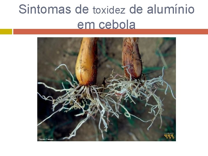 Sintomas de toxidez de alumínio em cebola 